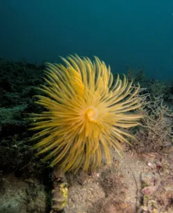 diving-porec-101