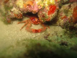 diving-porec-103