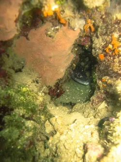 diving-porec-104
