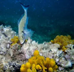 diving-porec-105