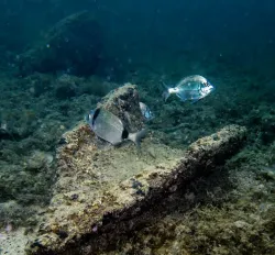 diving-porec-106