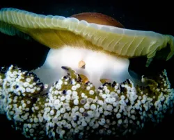 diving-porec-107