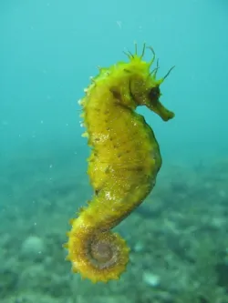 diving-porec-110