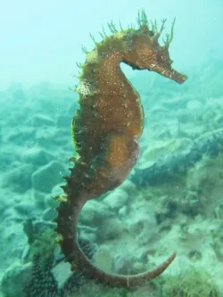 diving-porec-111