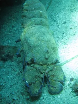 diving-porec-112