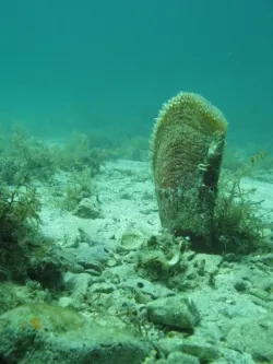 diving-porec-114
