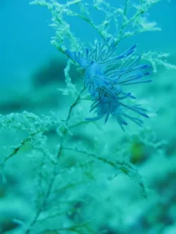 diving-porec-115
