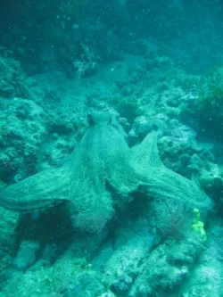 diving-porec-116