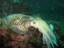 diving-porec-117