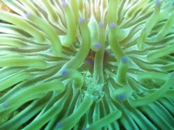 diving-porec-118