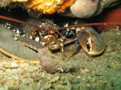 diving-porec-119