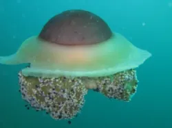 diving-porec-120