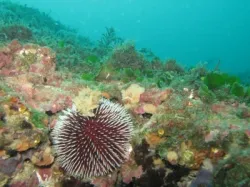 diving-porec-122